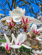 Branches with beautiful blooming Magnolia Sulange bright spring day against the blue sky. Magnolia tree with large light green leaves and cupped large flowers.
