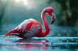Flamingo on the water surface with blurry jungle backgrounds.