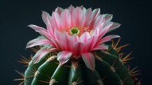A Beautiful Pink Flower On A Cactus Plant With Long Thorns.