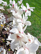 Branches with blooming white Magnolia Stellata Royal Star or Star Magnolia closeup.  Spring season, sweet fragrance.