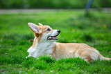Fototapeta Psy - puppy  corgi on grass