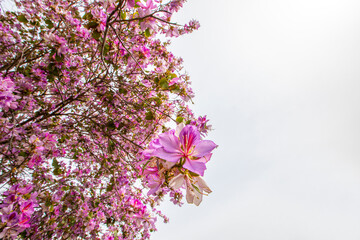 Orchid Tree (Bauhinia variegata) with its beautiful colors in Izmir bostanlı