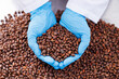 Closeup blue gloves of Worker with cedar nuts, control quality on eco food industry plant, top view