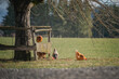 Vier freilaufende Hennen auf einem Bio Bauernhof