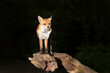 Red fox standing on a tree in a forest at night