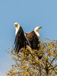 Two African Fish Eagles sitting on a tree top, one with its wings spread, against a bright blue sky, in the Kruger National Park of South Africa.