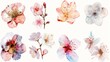 Artistic set of blossoming flowers rendered in soft watercolors, each bloom delicately detailed and isolated on white