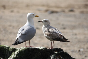 seagulls on the beach