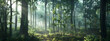 a dense forest with tall trees, sunlight filtering through the canopy, misty atmosphere, green foliag