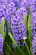 blue hyacinth flowerbed with green leaves