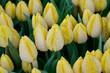 yellow tulips dressed with rain drops