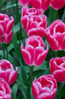 tulip Pink Stone as a group with lots of leaves