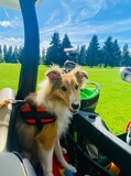Fototapeta Przestrzenne - dog sitting in a golf cart