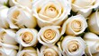 © Lied - White roses multitude close-up view
