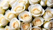 © Lied - White roses multitude close-up view