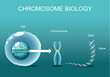 Structure of Cell. Chromatin. Chromosome biology.