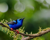 Fototapeta  - The beautiful Red-legged Honeycreeper in Costa Rica, with vibrant blue body and black wings