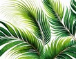 © Arthur - illustration of palm leaves on white background