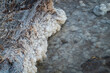 Close-up image showcasing intricate salt formations along the edge of a lake, highlighting natures textures and patterns.