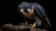 A Peregrine Falcon, the aerial hunter, perched in contemplation. Its dark feathers are highlighted by the subtle light, revealing the bird’s iconic patterns and formidable presence. Generative AI