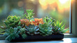 Succulents in the Morning Light / You can find other images using the keyword aibekimage
