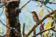 spot-breasted scimitar babbler or Erythrogenys mcclellandi observed in Khonoma in Nagaland, India