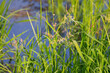 © Denny - Northern wild rice (Zizania palustris) from Wisconsin. Annual plant native to the Great Lakes region of North America.