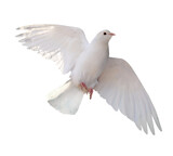Free flying white dove isolated. Symbol of peace