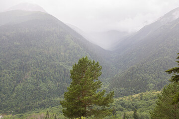 Wall Mural - Pine tree against the backdrop of a mountain valley. There is fog over the valley.