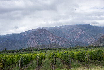 Large vineyard with shiny green leaves under a towering mountain with a stormy sky in the background