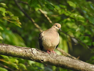 Wall Mural - A mourning dove perched on a branch, within the woodland forest of the Bombay Hook National Wildlife Refuge, Kent County, Delaware. 