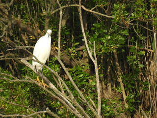 Wall Mural - A snowy egret perched in a tree at the Bombay hook National Wildlife Refuge, Kent County, Delaware. 