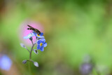Fototapeta Góry - A hoverfly feeding on a blue forget-me-not flower.