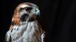   A tight shot of a bird of prey with an orange-and-white crest against a black backdrop