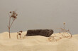 Dry twig branch  on beige sand platform podium background. Minimal empty display product presentation scene.