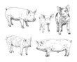 Pigs hand drawn set. Farm animals sketch picture. Vector art illustration.
