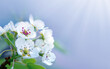 Spring background with white pear blossom isolated on blur background.