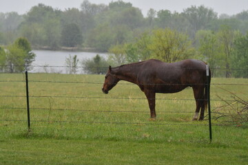 Canvas Print - Brown Horse in a Rainy Farm Field