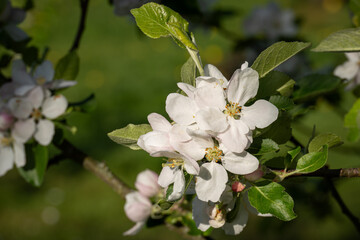 Poster - White apple blossom on tree.