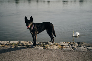 Blue-eyed black dog poses standing on Danube River embankment on warm spring morning. A cute mutt is traveling around Europe. Belgrade, Serbia, Zemun district. Wild white swan swimming behind.