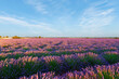 Lavender field Summer sunset landscape
