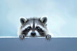 © Klay - curious raccoon peeking over edge with bright eyes on blue background