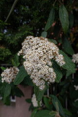 Canvas Print - Close-up of a white flower of a viburnum.