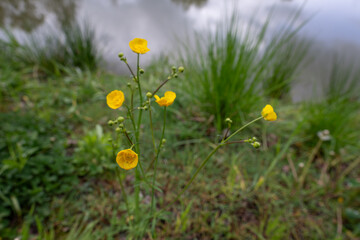 Sticker - Yellow buttercup flower vigorous outside by the pond.