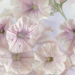 Seamless soft pastel background of delicate petunia flowers