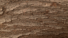 The Bark Of A Tree Is Rough And Has Many Cracks. The Texture Of The Bark Is Uneven And Jagged