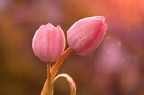 Fototapeta Kwiaty - Wiosna, różowe tulipany, krople rosy. Tapeta kwiaty