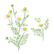Chamomile drawing. Camomile flower bouquet isolated on a white background. Botanical sketch of medical herb for label, herbal tisane tea packaging, poster. Hand drawn illustration