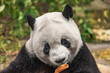 Giant Panda eats bamboo branch.