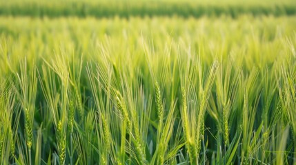 Sticker - Field of young wheat under blue sky